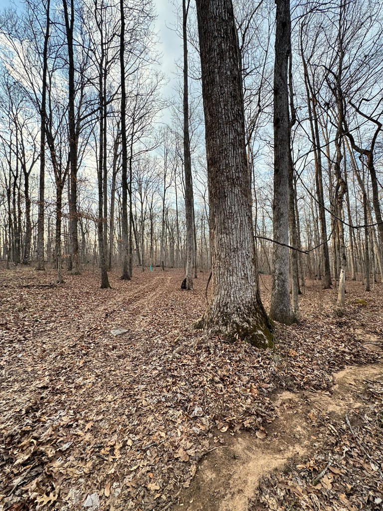 0 Ga Highway Hamilton, GA 31811 - Photo 4 of 5