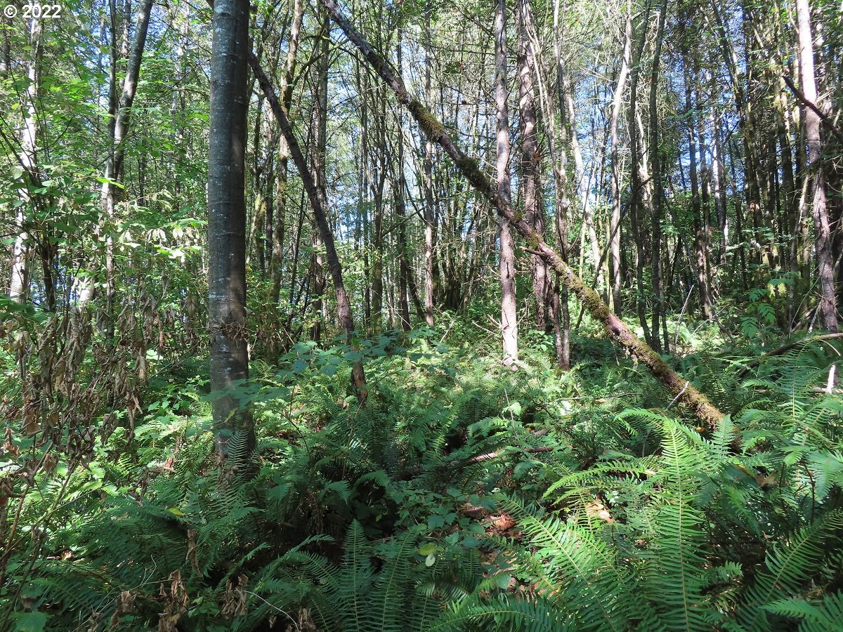 Burchett Road Onalaska, WA 98570 - Photo 25 of 32 Gallery Image 25