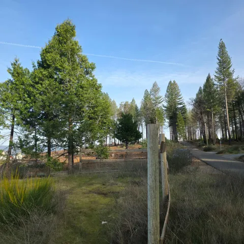a view of ocean with lots of trees