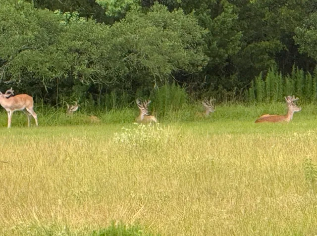 $1,795,000 | 1035 Wavra Lane, New Ulm, TX 78950