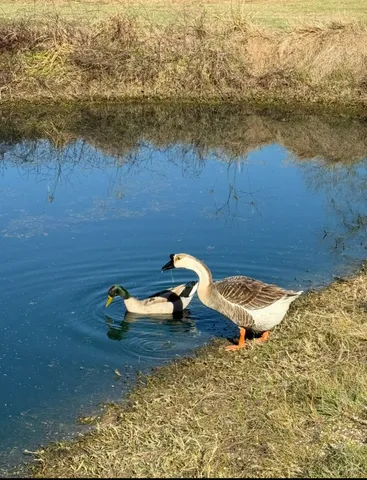 $1,795,000 | 1035 Wavra Lane, New Ulm, TX 78950