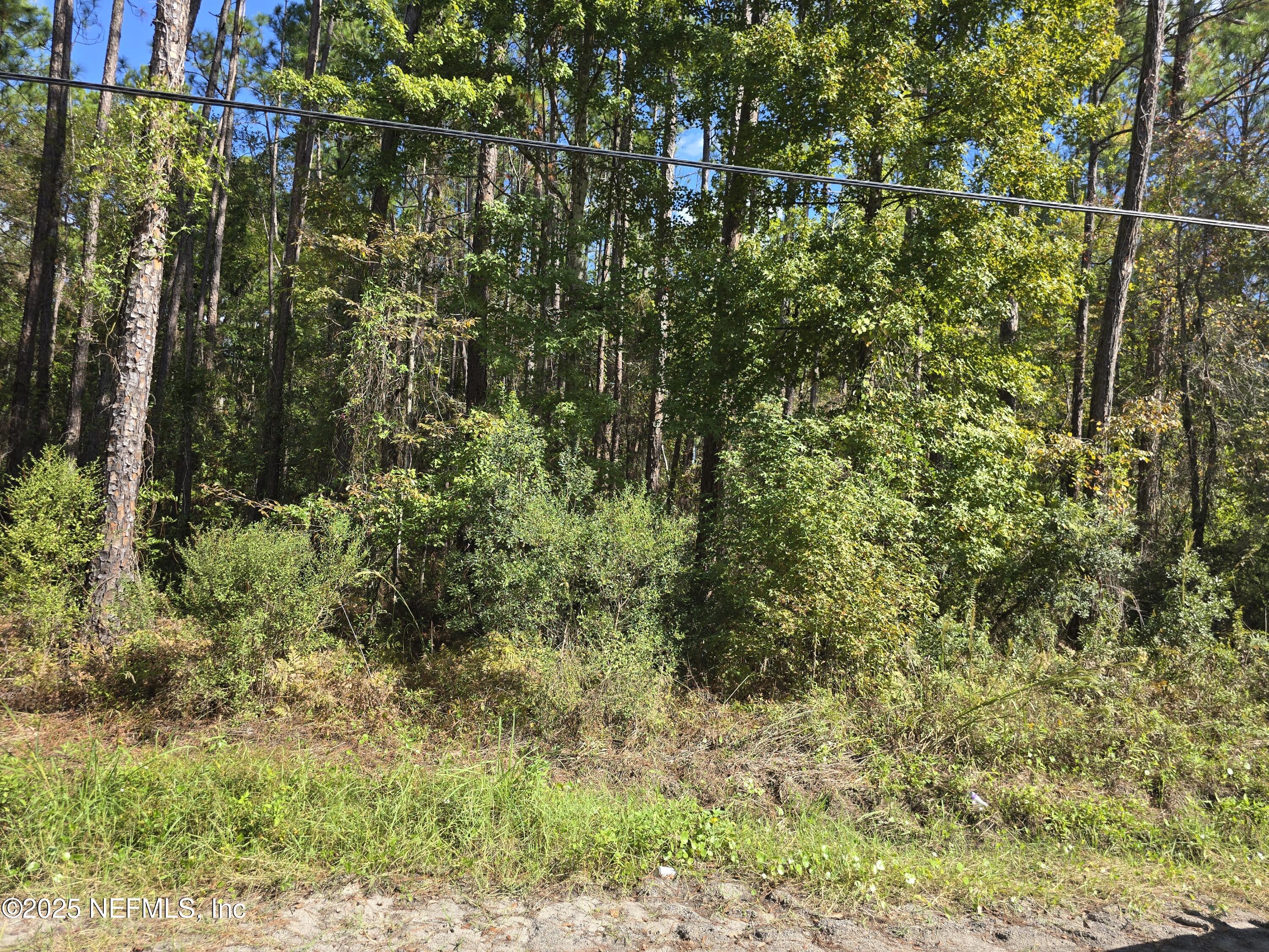 0 Mc Laurin Road East Jacksonville, FL 32256 - Photo 2 of 6 a view of a yard with a tree