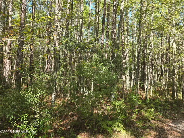 a view of a yard with a tree