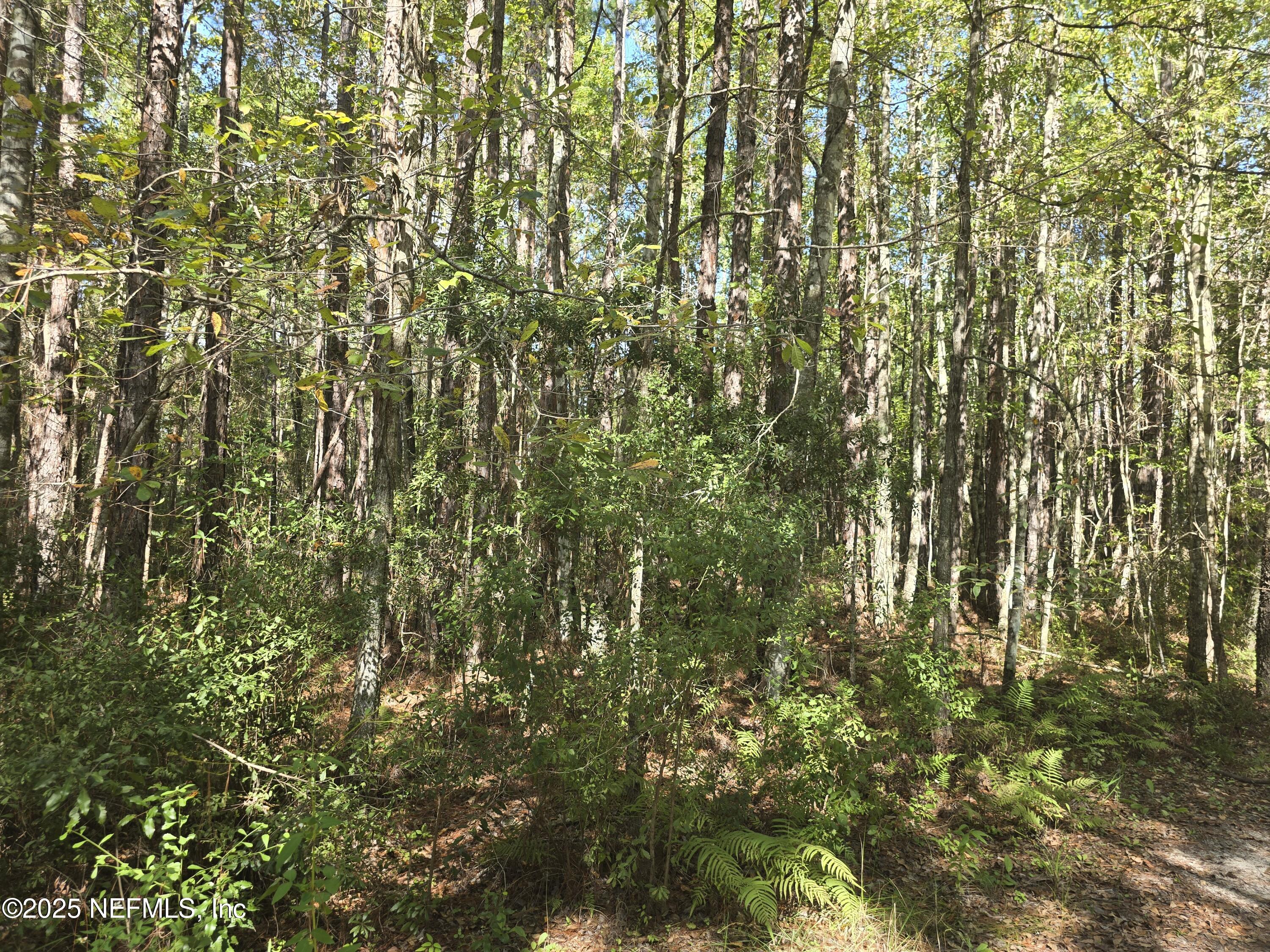 0 Mc Laurin Road East Jacksonville, FL 32256 - Photo 5 of 6 a view of a yard