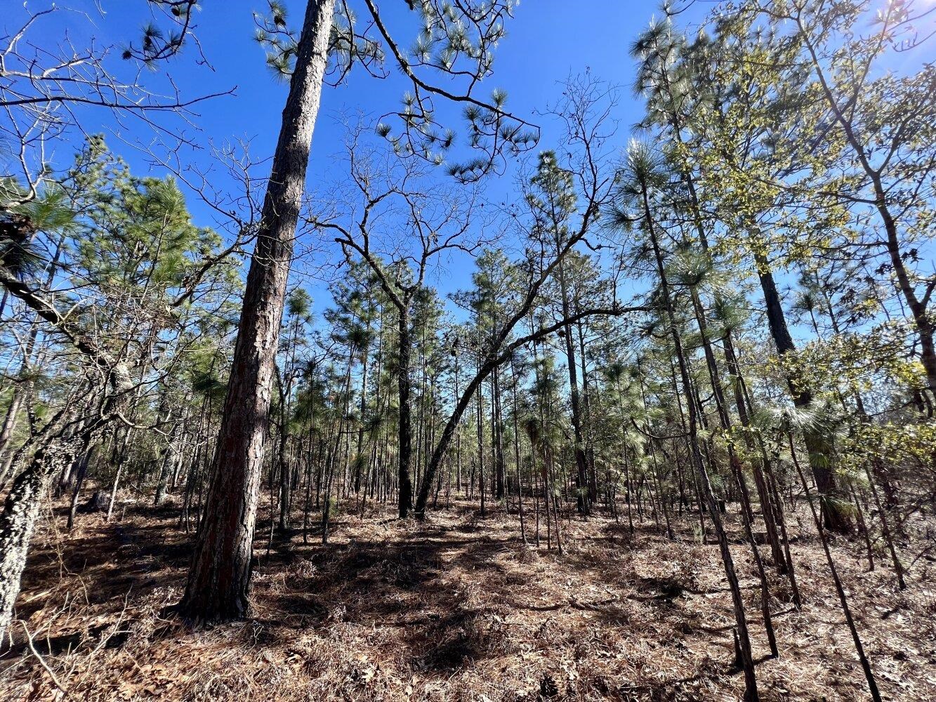 0 Dixon Road Bay Minette, AL 36507 - Photo 25 of 50