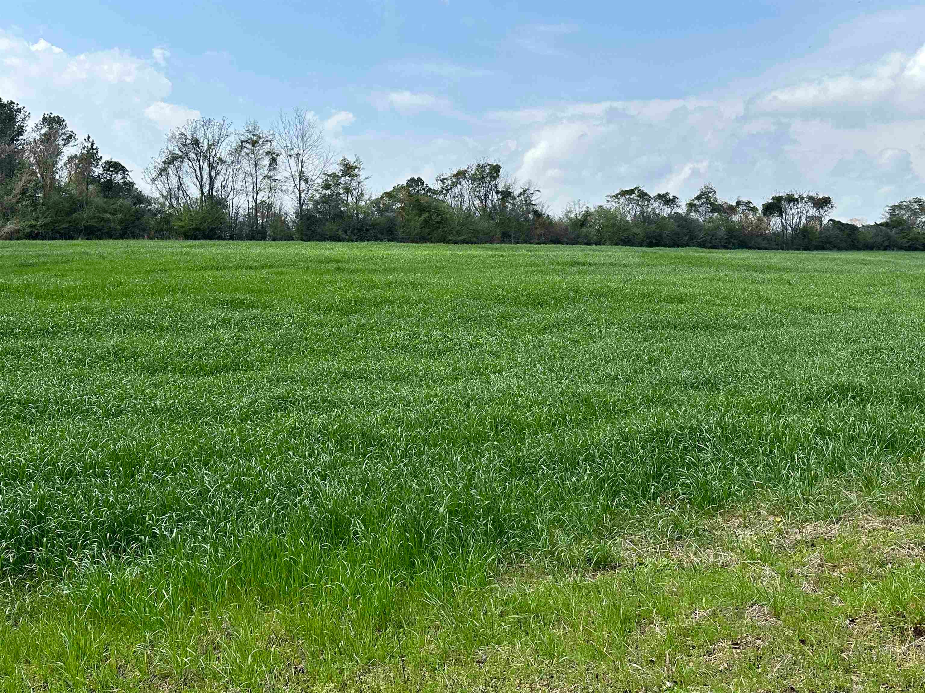 36625 Hesters Store Road Red Level, AL 36474 - Photo 21 of 47 Gallery Image 21