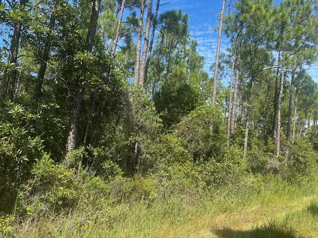 Xxx Foxmire Farm Road Santa Rosa Beach, FL 32459 - Photo 2 of 4 a view of a lush green forest