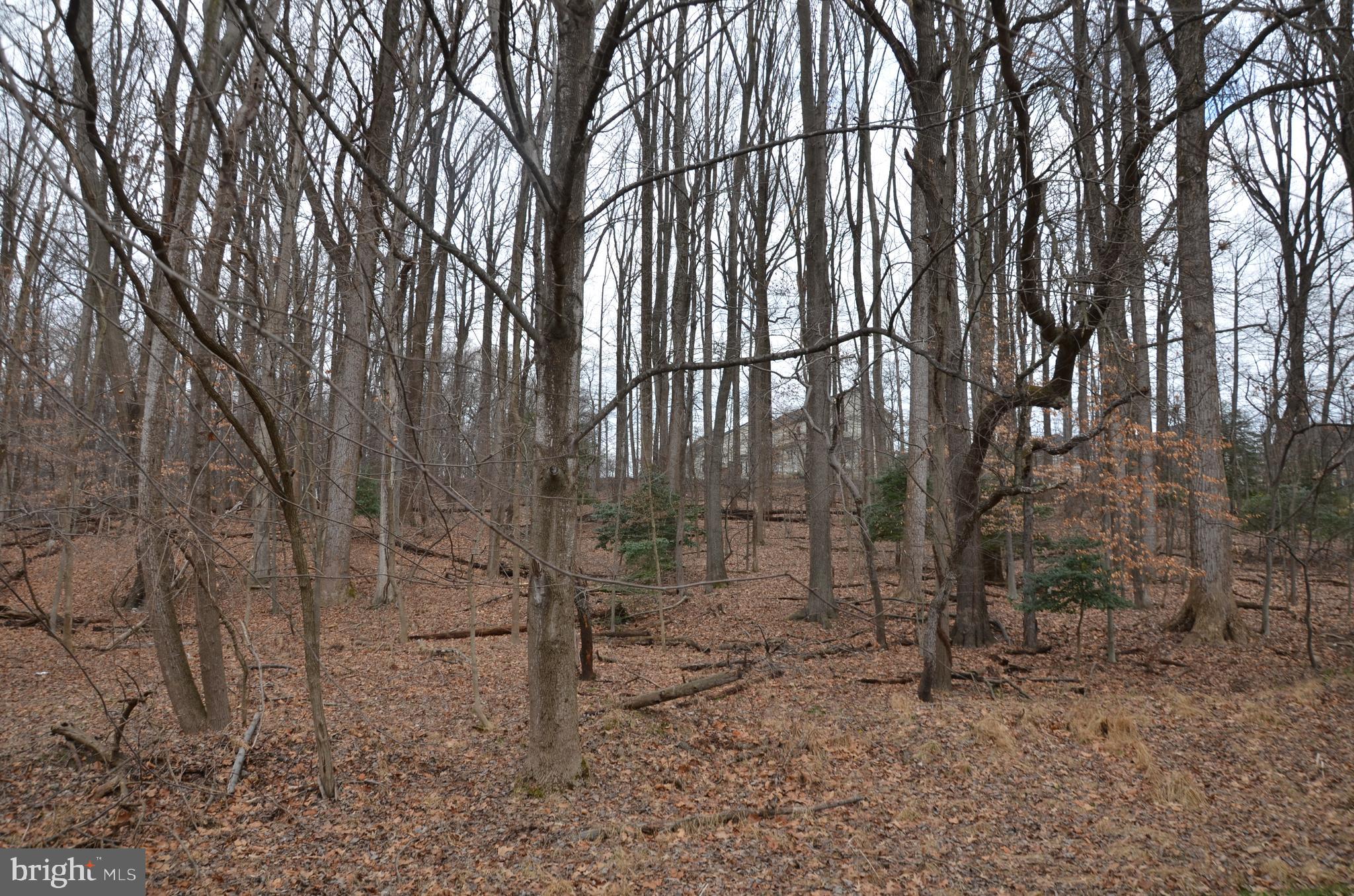 1551 Rabbit Hollow Place Silver Spring, MD 20906 - Photo 9 of 43