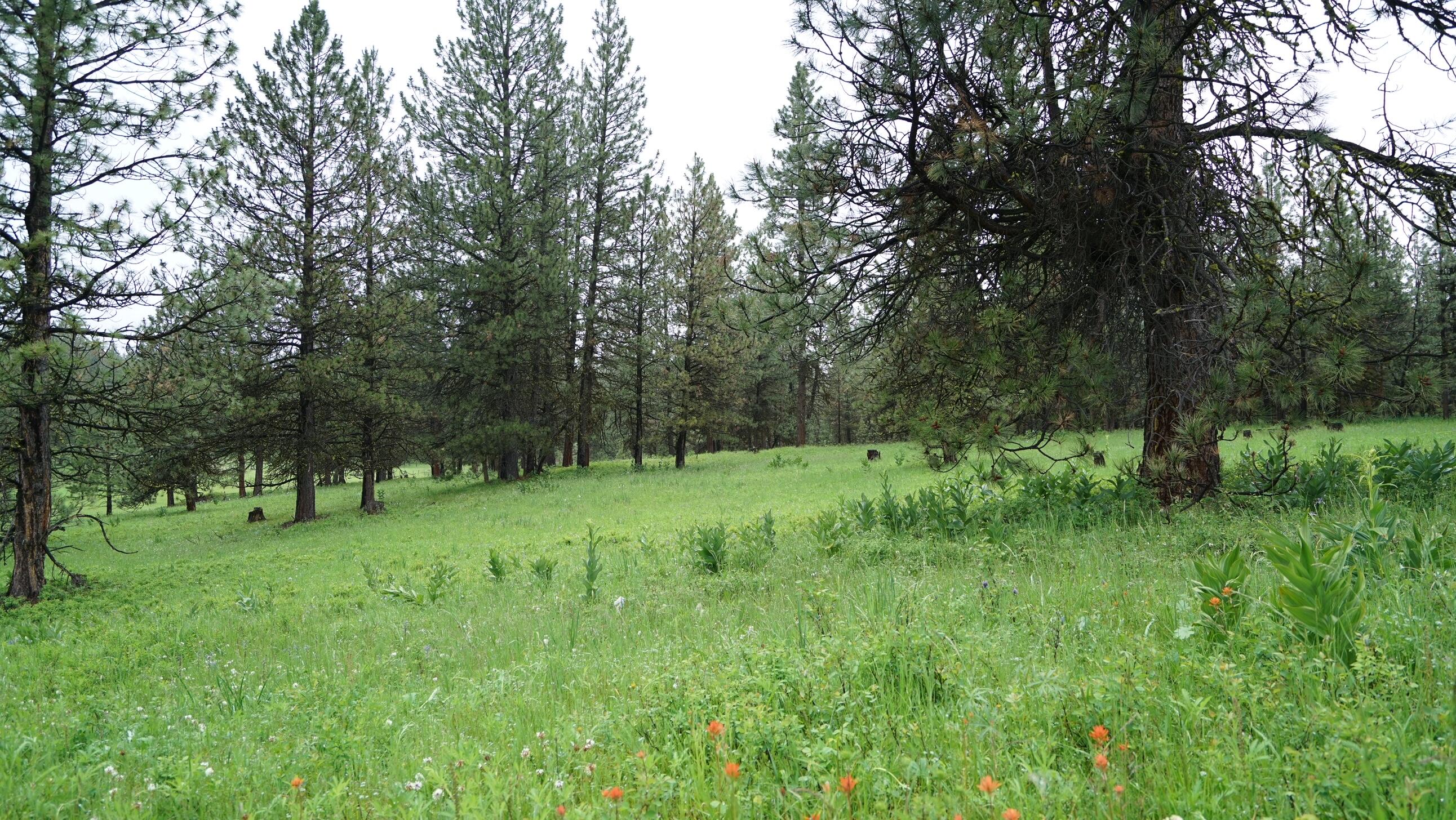 214 Forest Road Bates, OR 97817 - Photo 7 of 34 DSC02317