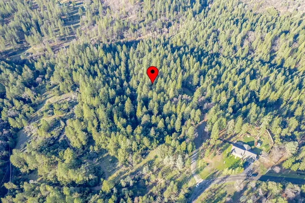 a close up of a plant