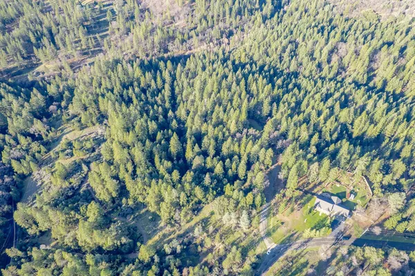 a view of a plant with a tree