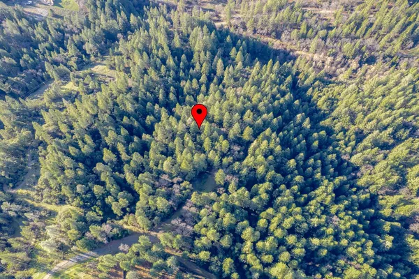 a view of a large plant