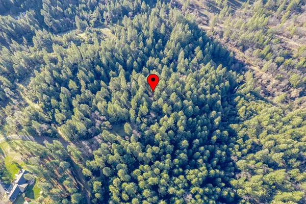 a view of a bunch of flowers