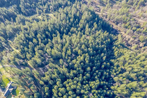 a view of a large tree