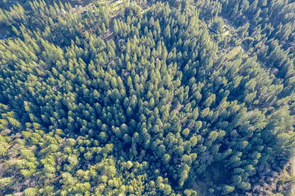 a small garden with a tree