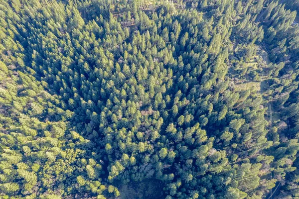 a close up of a plant