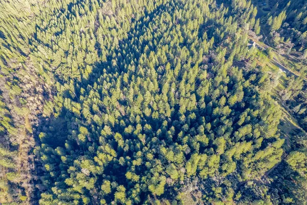 a view of a field with a tree