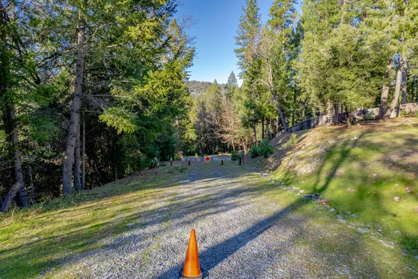 a view of a yard with plants and trees