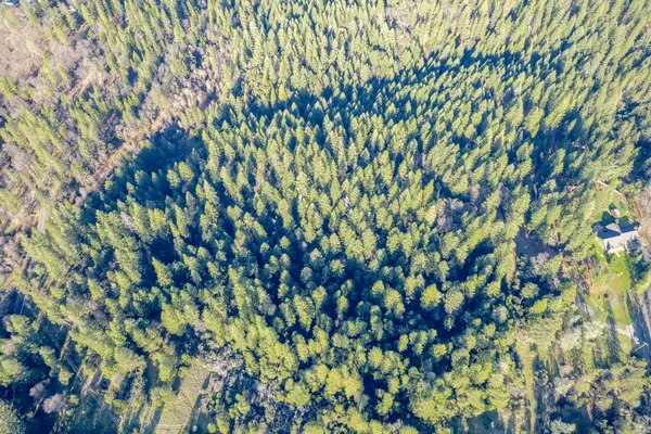 a view of a bunch of trees and bushes