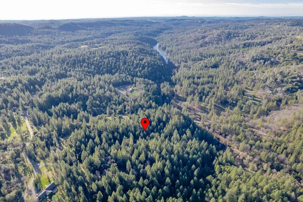 a view of a lush green forest with trees and flowers