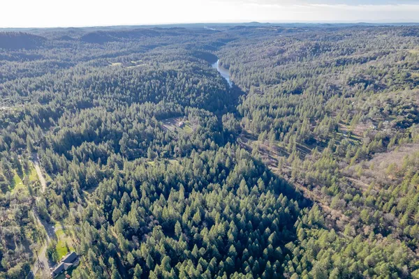 a view of a forest with a mountain