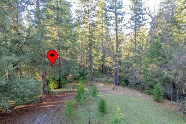 a view of a park with large trees