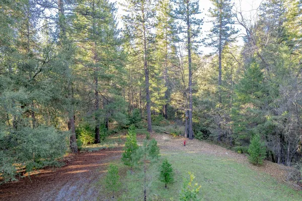 a view of a forest with trees