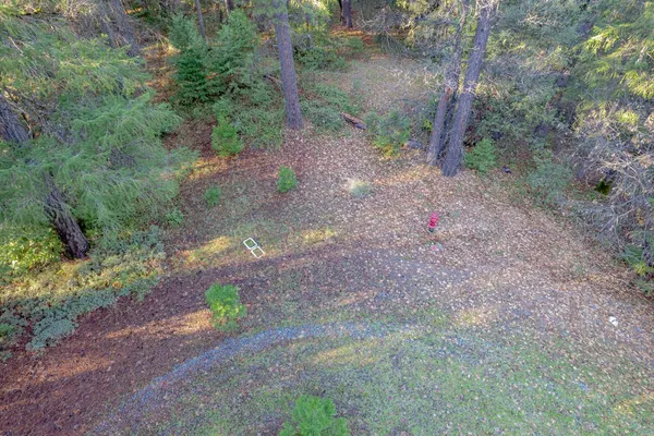 a view of a yard with plants and trees