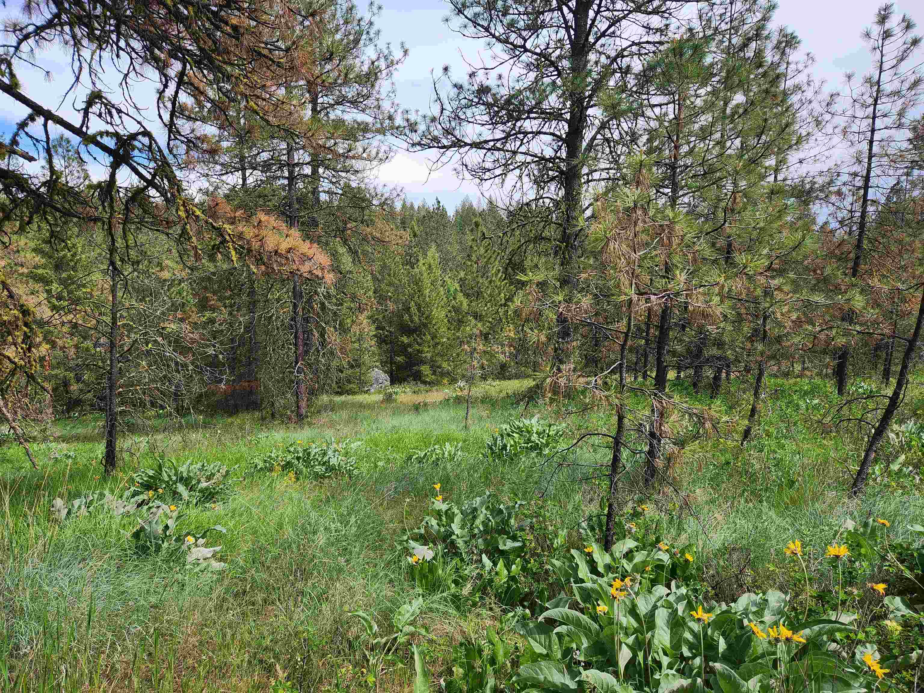 6269 Miller Mountain Road Fruitland, WA 99129 - Photo 6 of 10