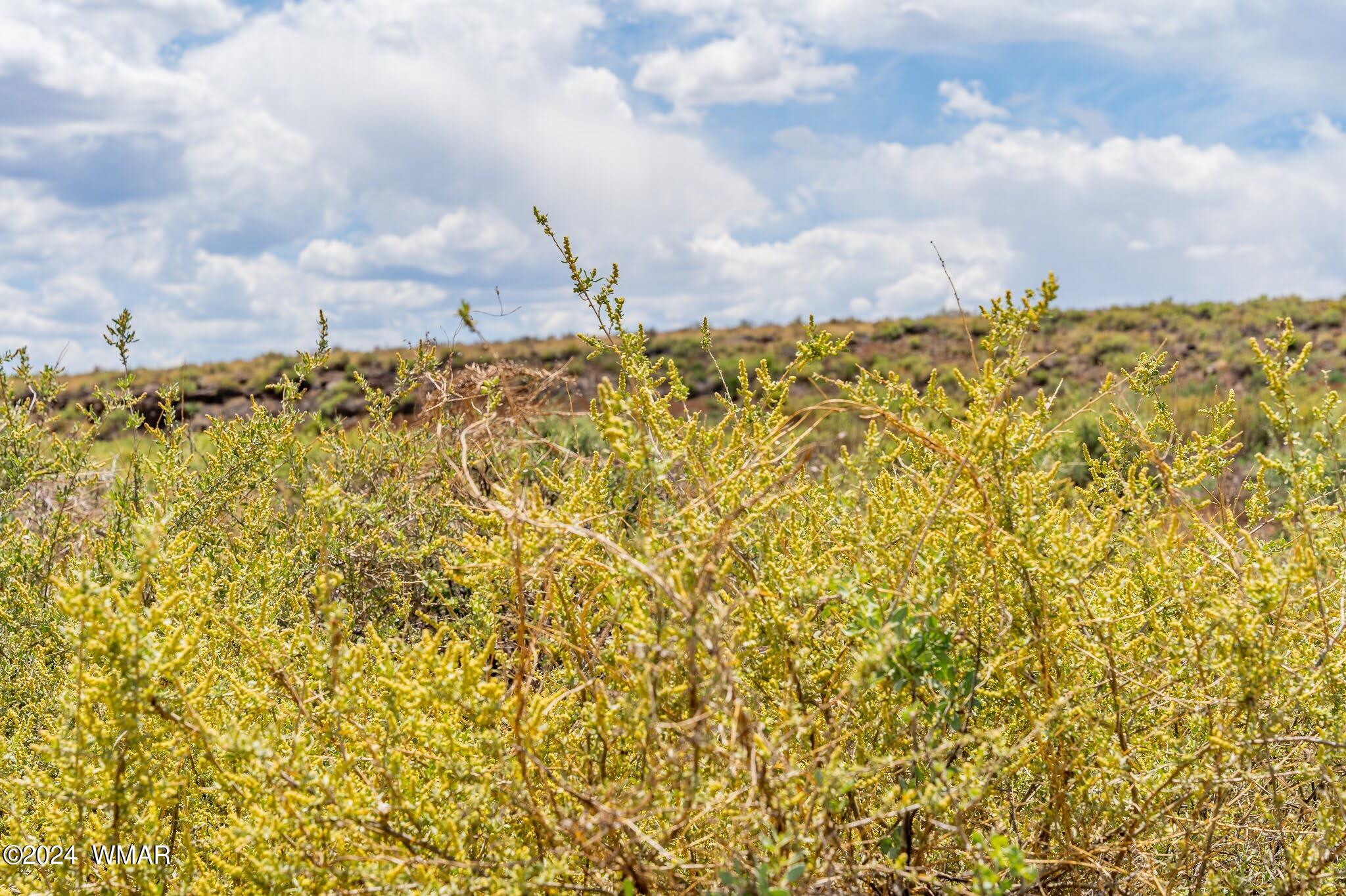 35 Ranch Road Concho, AZ 85924 - Photo 13 of 26 EXTRA6