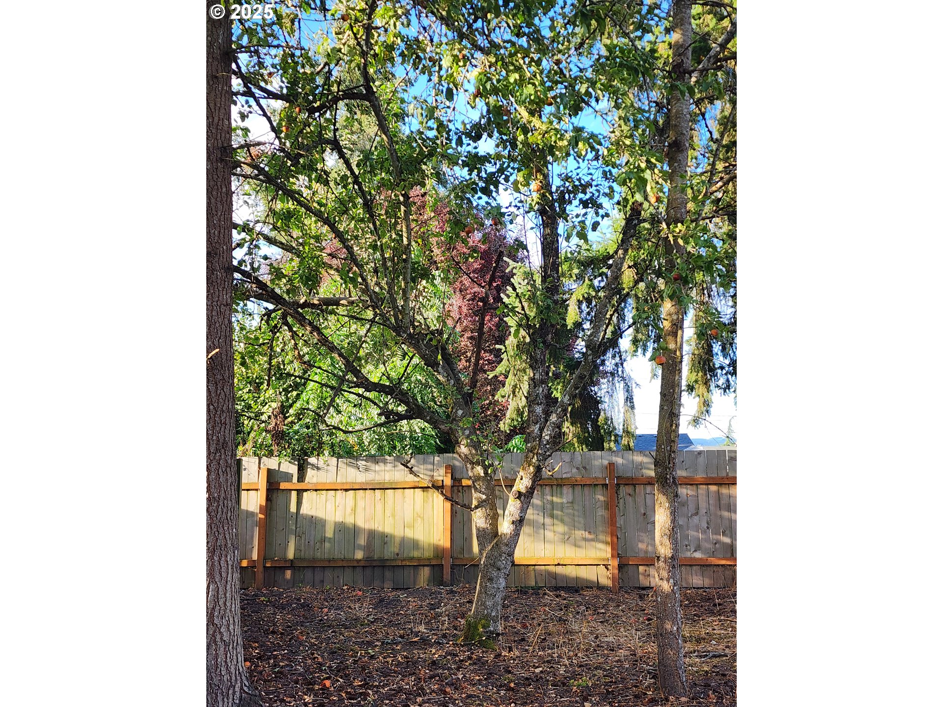 540 39th Street Springfield, OR 97478 - Photo 10 of 11 a picture of trees