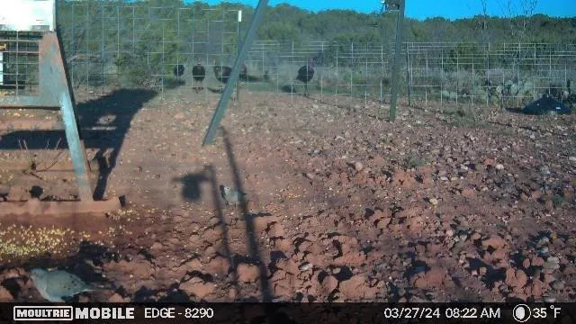 a view of a dry yard