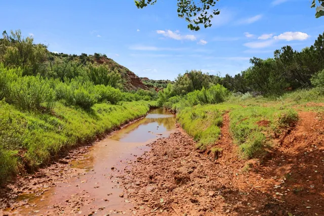 a view of a dry yard with trees and bushes