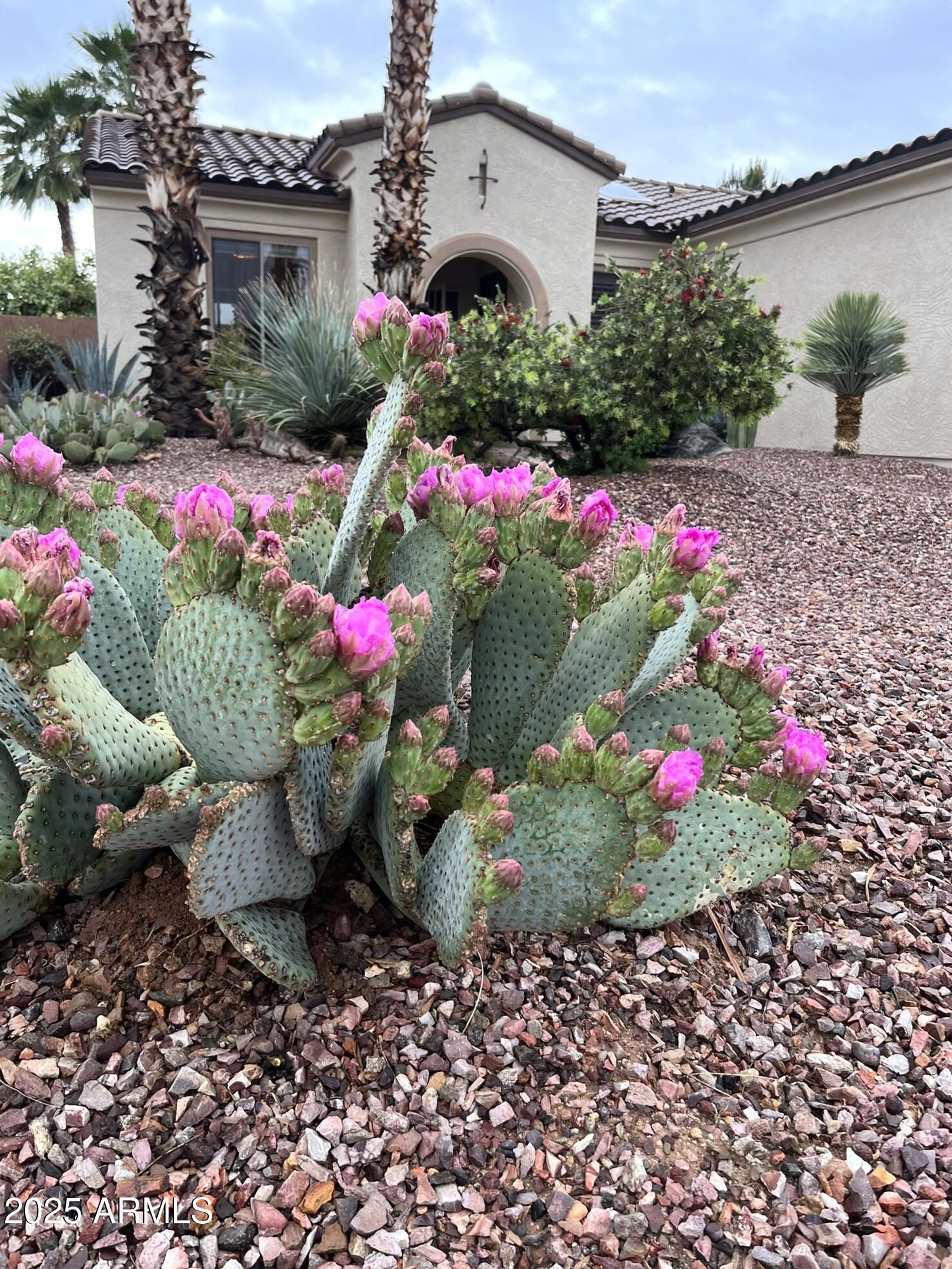 Front cactus