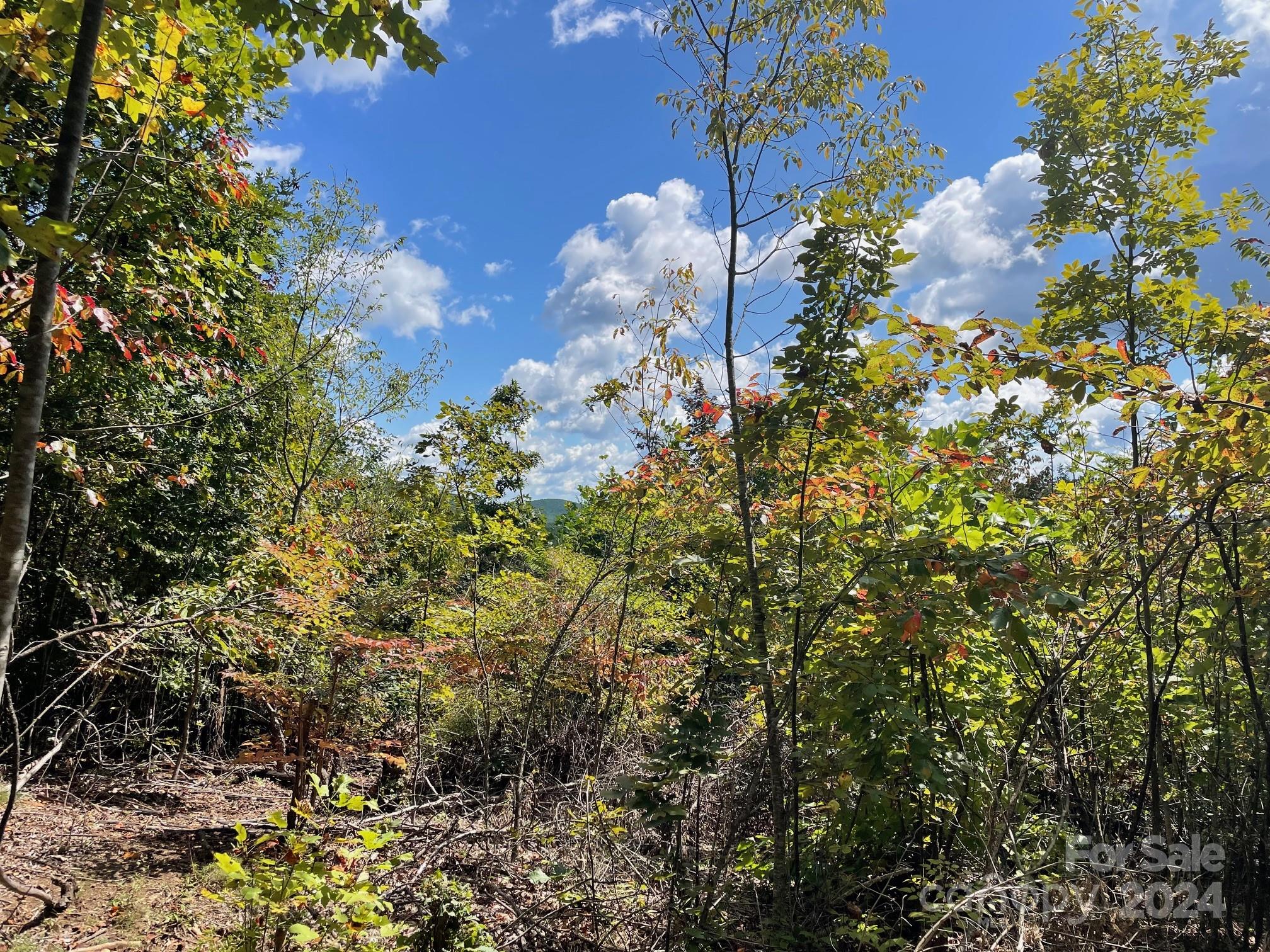 3901-3913 High Peak Terrace Road Morganton, NC 28655 - Photo 8 of 9 a view of a flower