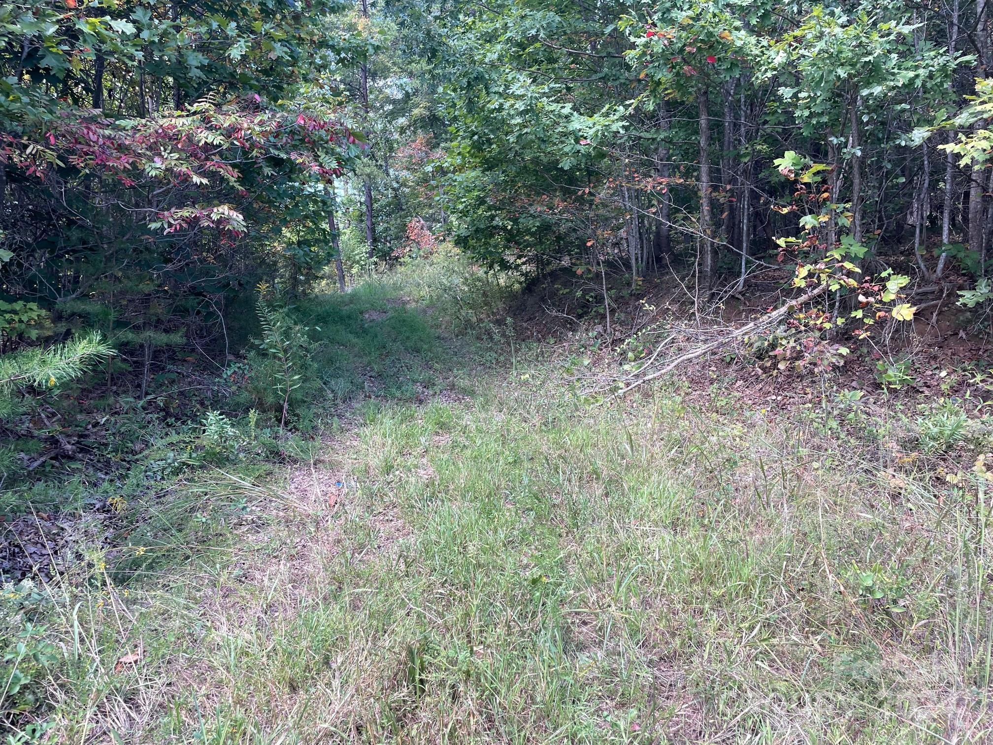 3901-3913 High Peak Terrace Road Morganton, NC 28655 - Photo 9 of 9 a view of a yard with plants and large trees
