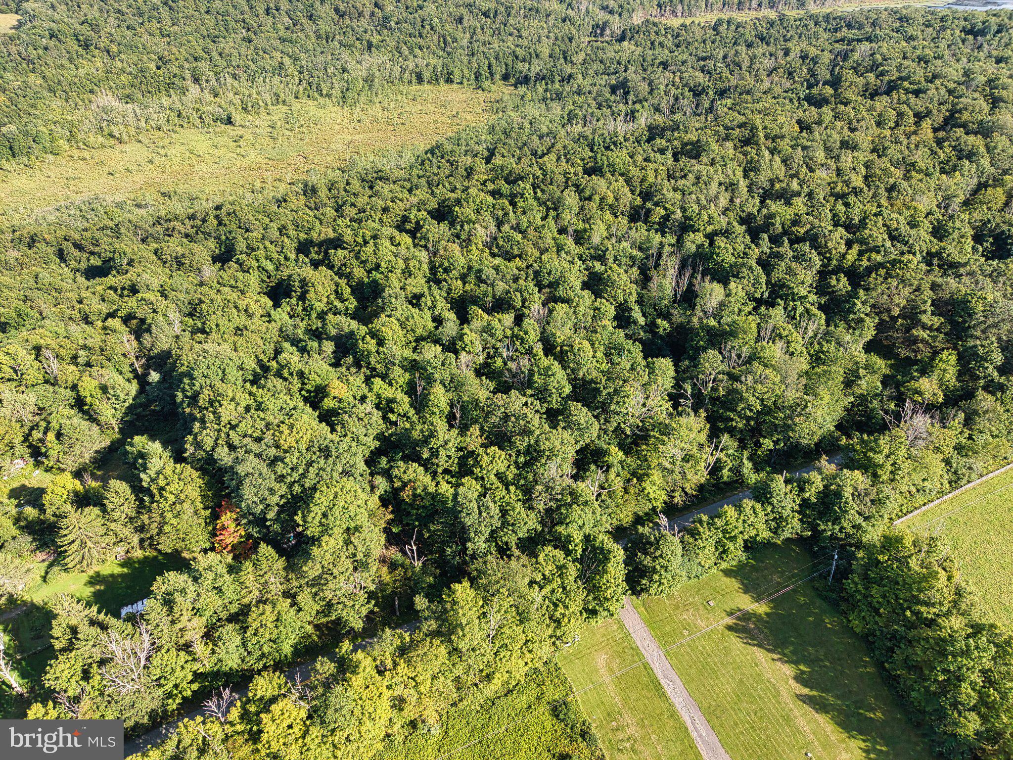 Lush green forest meets open fields.