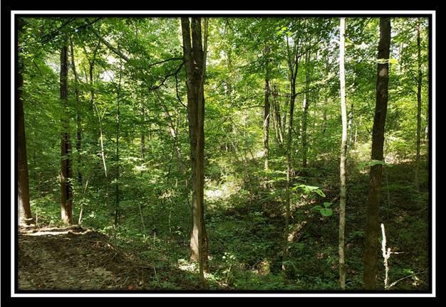 0 Pedigo Ridge Road, Unit TRACT 2) New Marshfield, OH 45766 - Photo 49 of 77 image049