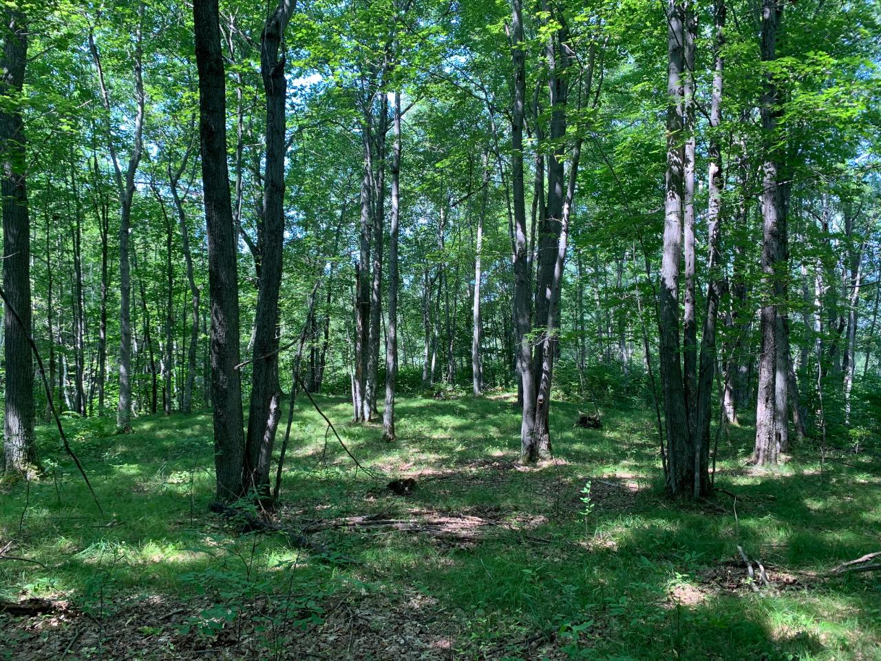 On Woodboro Heights Road, Unit 5 87 ACRES Rhinelander, WI 54501 - Photo 5 of 15 Gallery Image 5