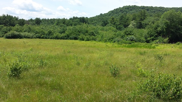 Lots2-7 North Valley Road Amherst, MA 01002 - Photo 3 of 6 a view of a green field with lots of bushes