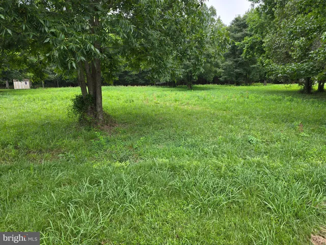 a view of a big yard with a large trees