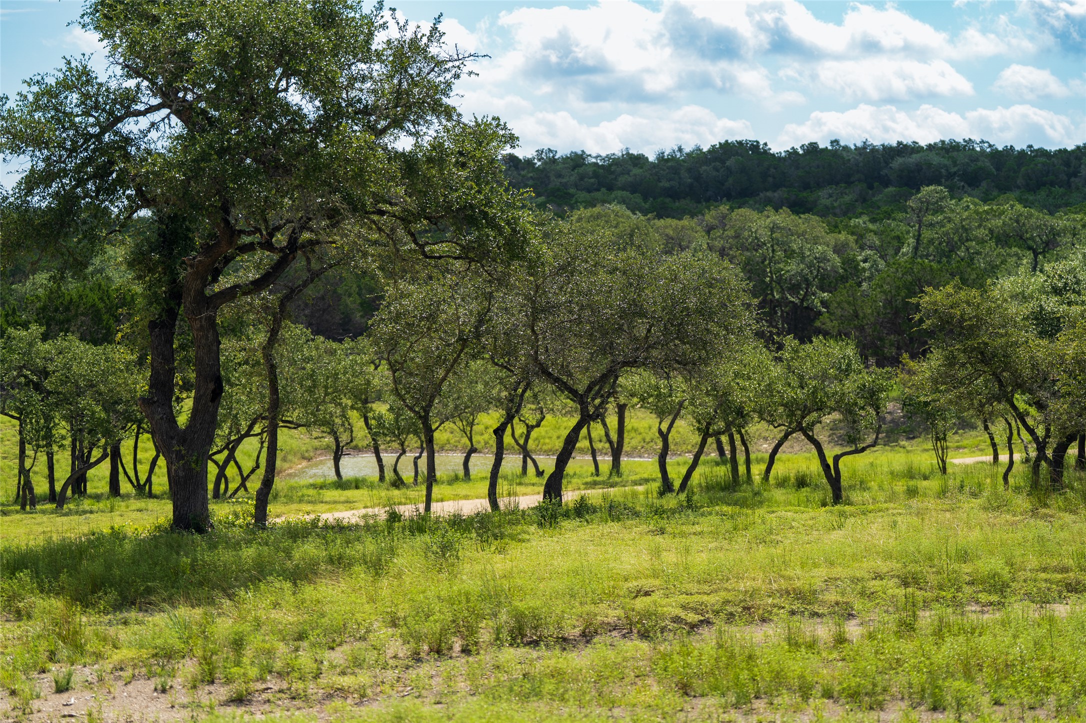 5 Pump Station Road Wimberley, TX 78676 - Photo 15 of 17 View of nature