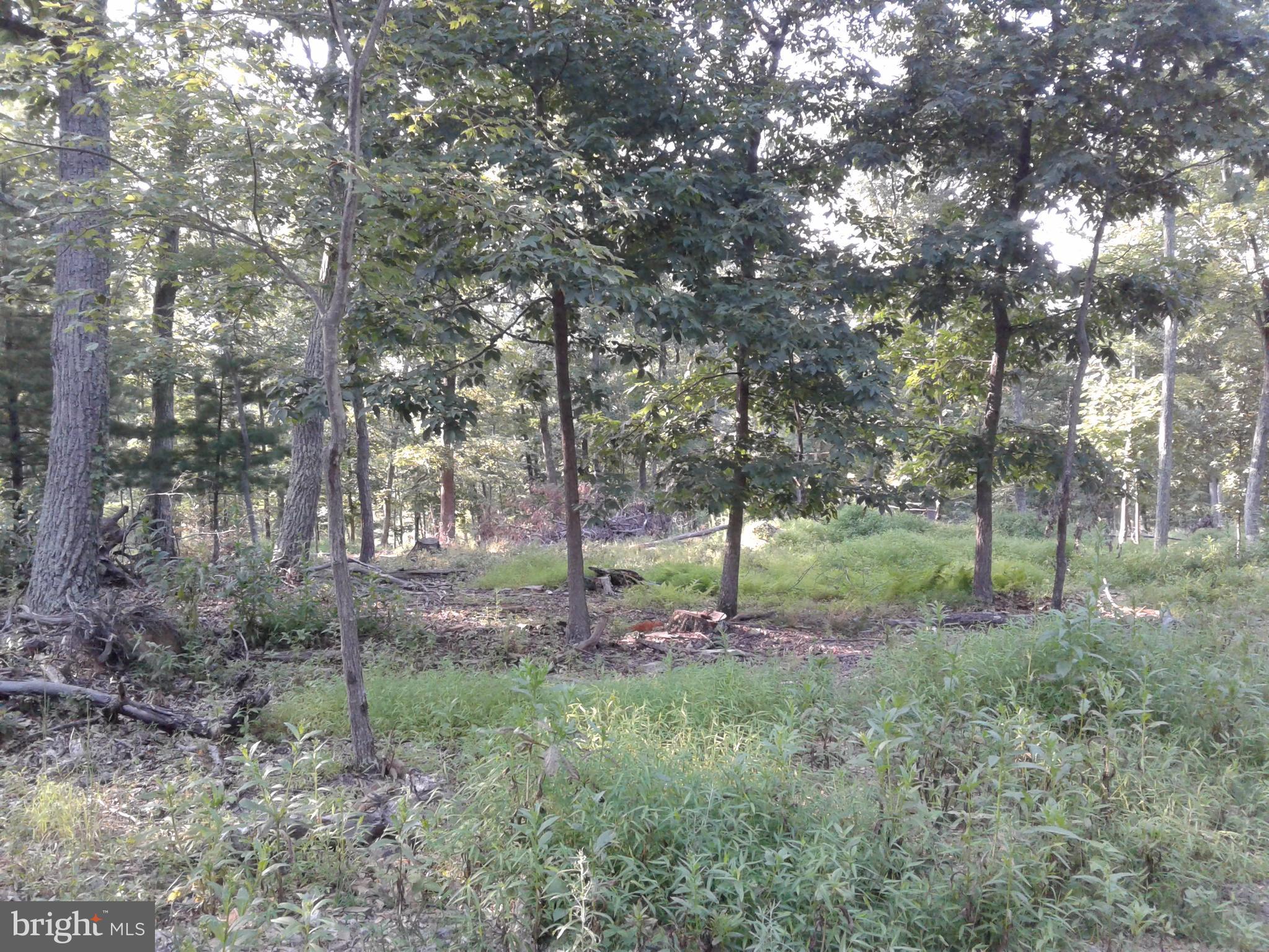 1 Allemong Road Berkeley Springs, WV 25411 - Photo 6 of 6 Lot