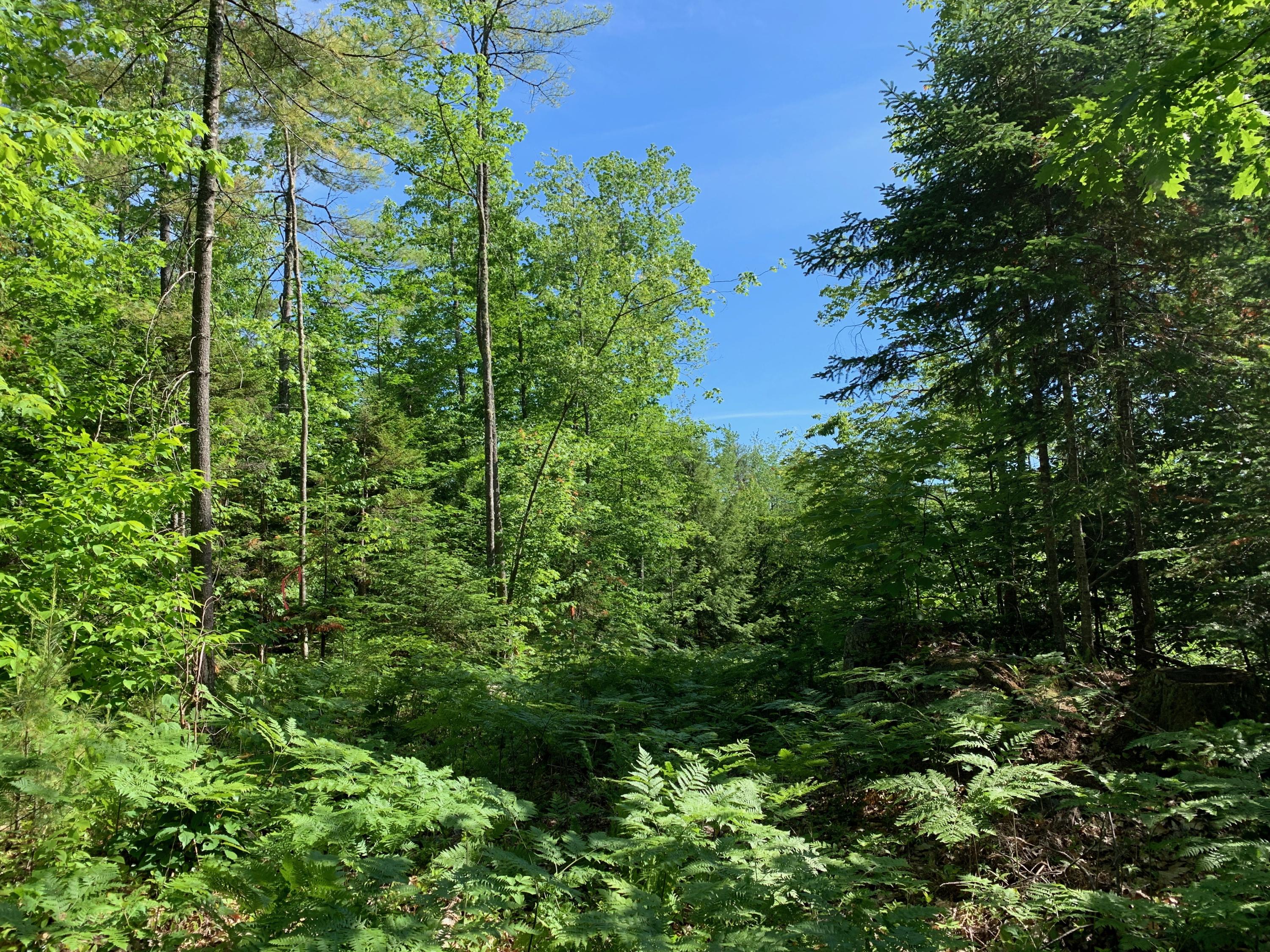 Lot 3 Green Road Waterford, ME 04088 - Photo 5 of 8 IMG_0673