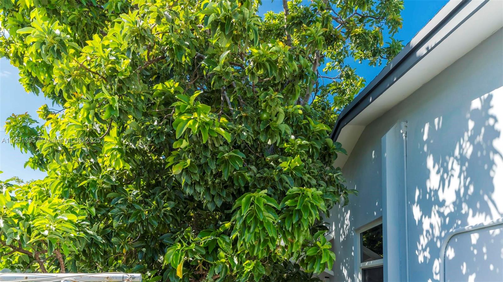 8711 Southwest 191st Street Cutler Bay, FL 33157 - Photo 54 of 56 a close up of a plant in a garden