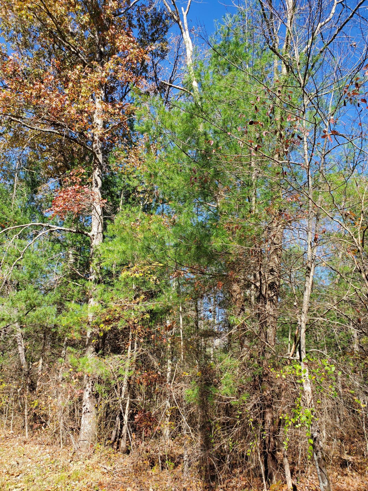 Lot 3 Cole Place Road Allardt, TN 38504 - Photo 1 of 7 zenithlot3