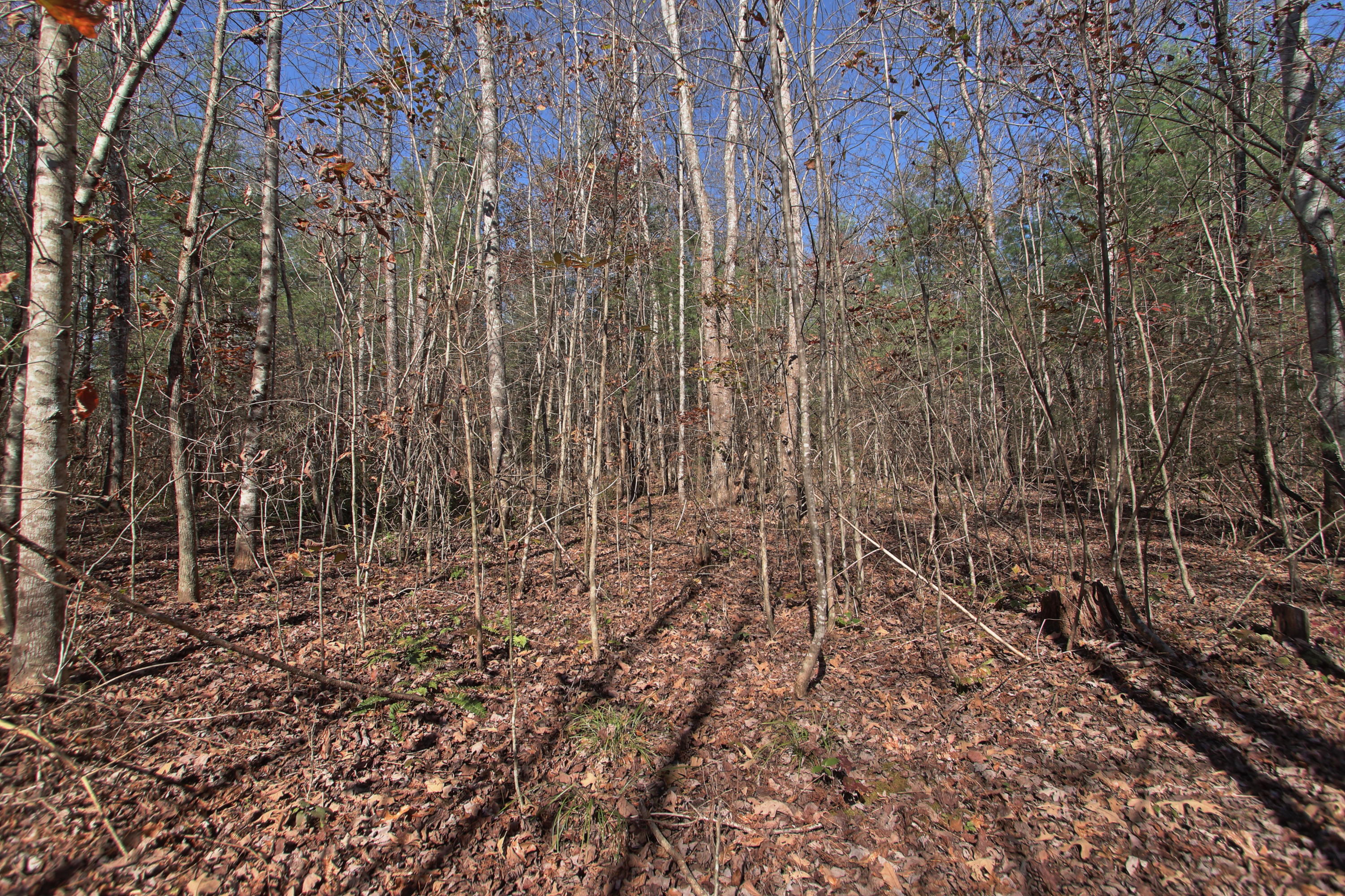 Lot 3 Cole Place Road Allardt, TN 38504 - Photo 2 of 7 zlot3a