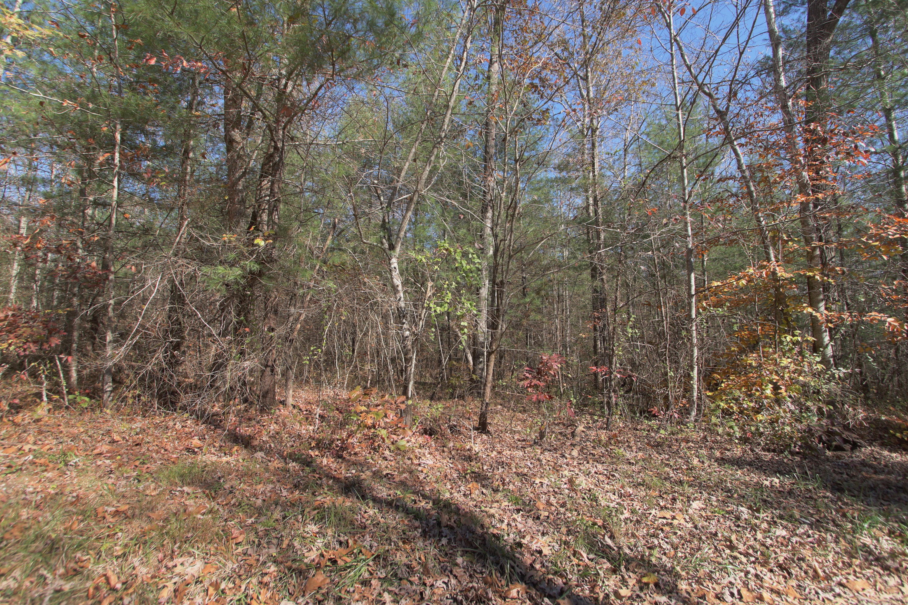 Lot 3 Cole Place Road Allardt, TN 38504 - Photo 3 of 7 zlot3b