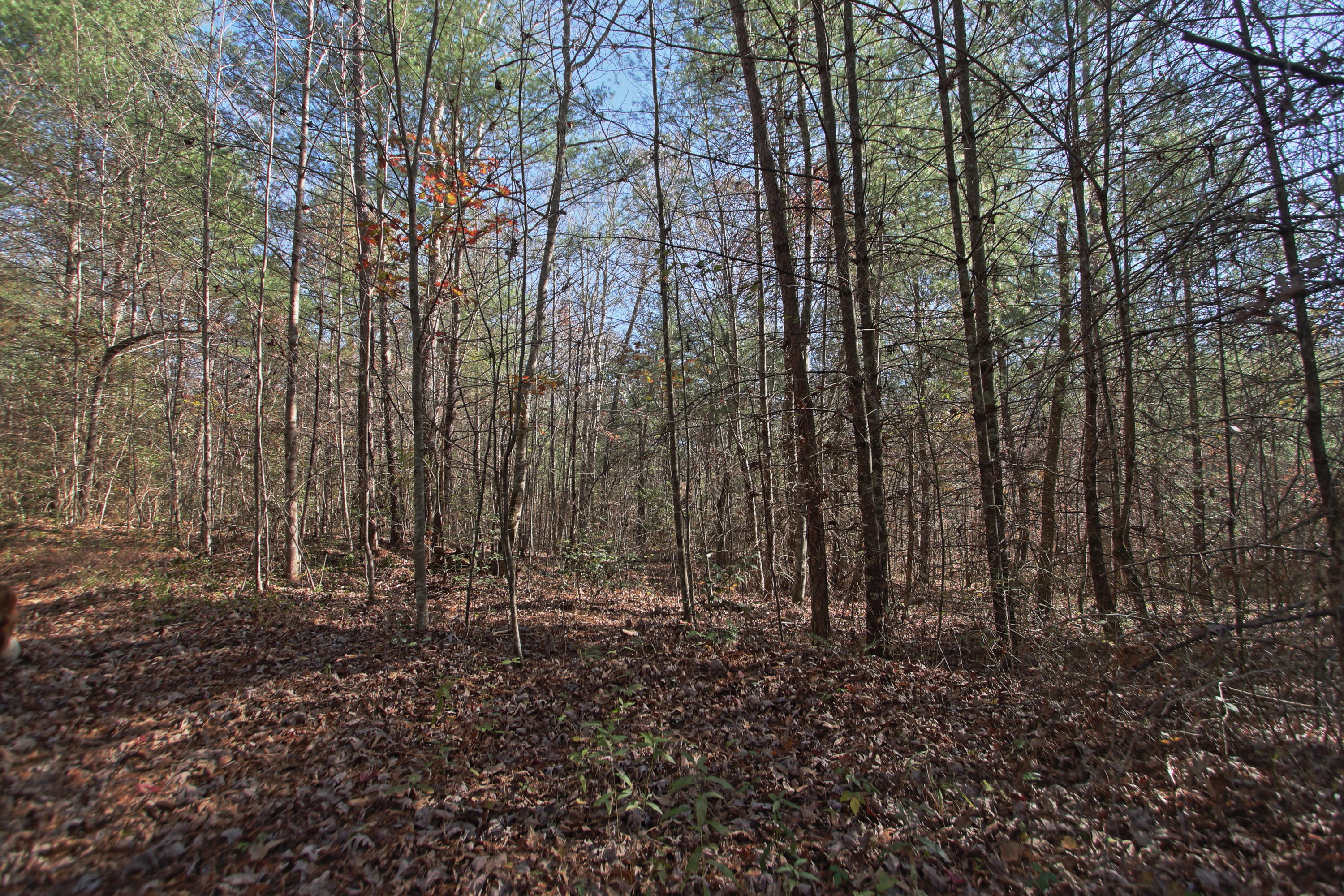 Lot 3 Cole Place Road Allardt, TN 38504 - Photo 4 of 7 zlot3c