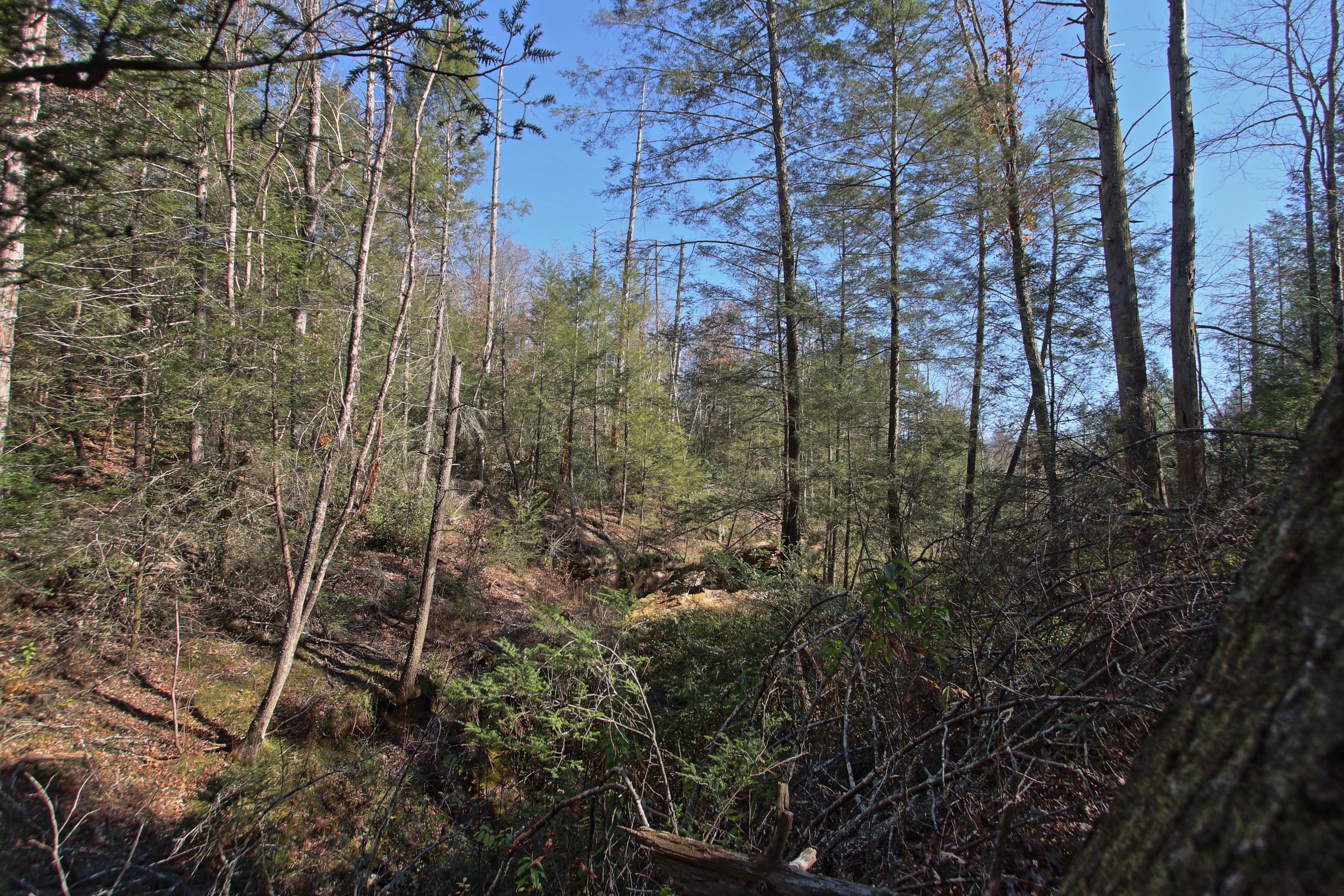 Lot 3 Cole Place Road Allardt, TN 38504 - Photo 6 of 7 horse trail at back